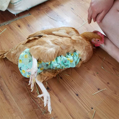 What to Expect When Diapering a Chicken?